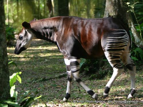 okapi 1